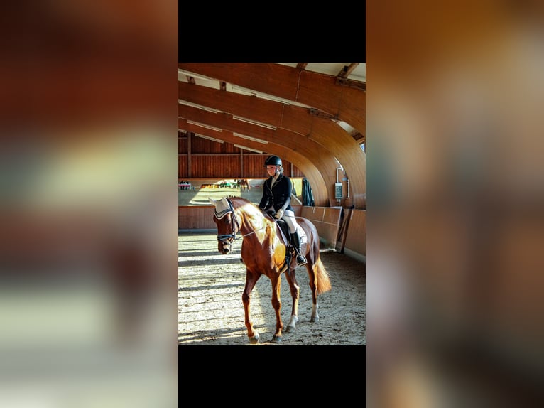 Westfale Wallach 16 Jahre 182 cm Fuchs in Ratingen