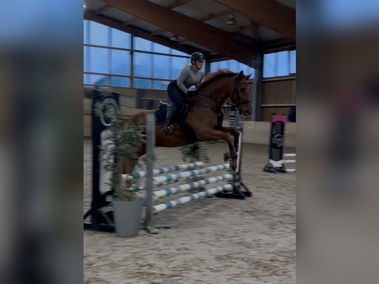 Westfale Wallach 16 Jahre 182 cm Fuchs in Ratingen