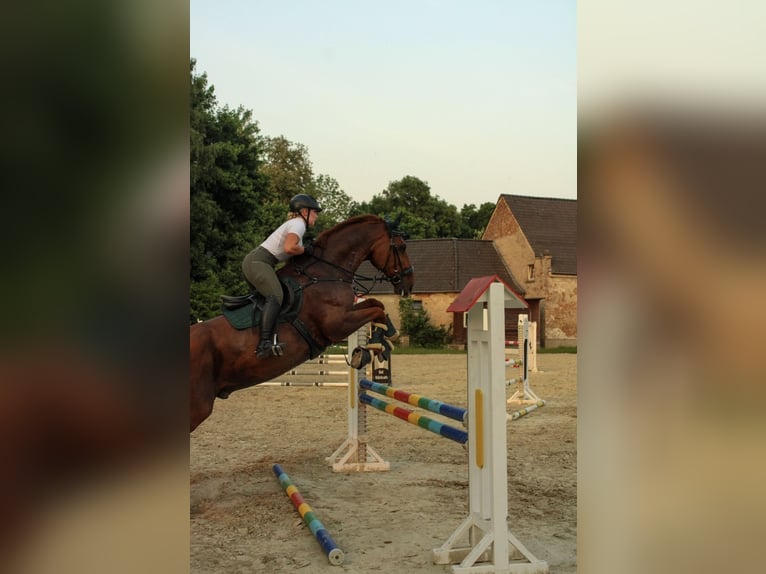 Westfale Wallach 16 Jahre 182 cm Fuchs in Ratingen