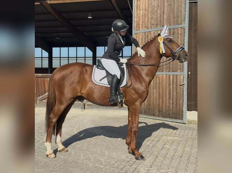 Westfale Wallach 16 Jahre 182 cm Fuchs in Ratingen