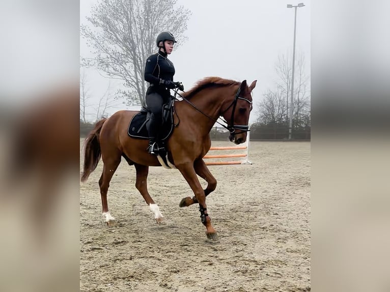 Westfale Wallach 16 Jahre 182 cm Fuchs in Ratingen