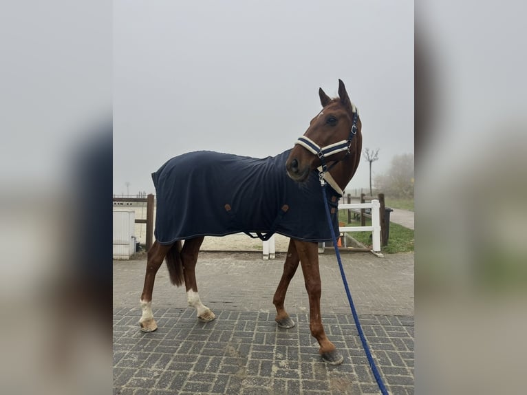 Westfale Wallach 16 Jahre 182 cm Fuchs in Ratingen