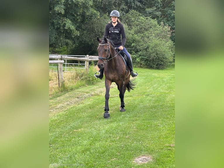 Westfale Wallach 16 Jahre Dunkelbrauner in Holzminden