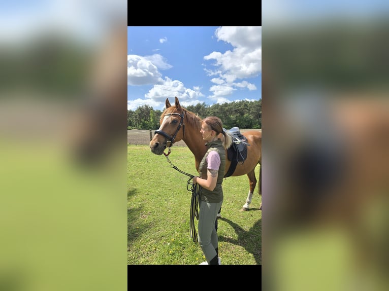 Westfale Wallach 17 Jahre 152 cm Fuchs in Lingen