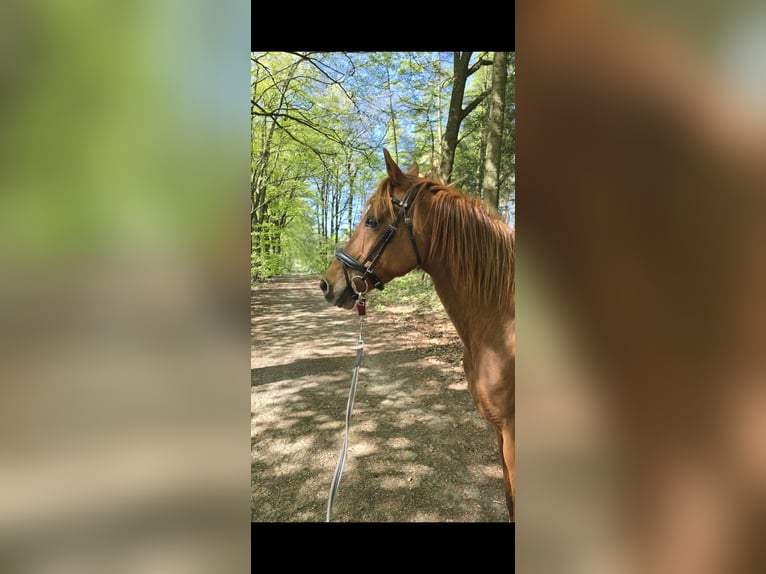Westfale Wallach 17 Jahre 152 cm Fuchs in Lingen