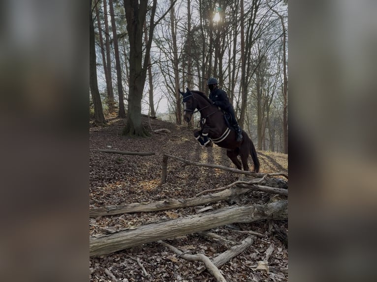 Westfale Mix Wallach 17 Jahre 160 cm Dunkelfuchs in Heilbad Heiligenstadt