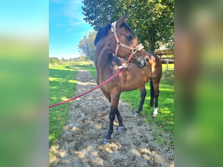 Westfale Wallach 17 Jahre 167 cm Brauner in Münster