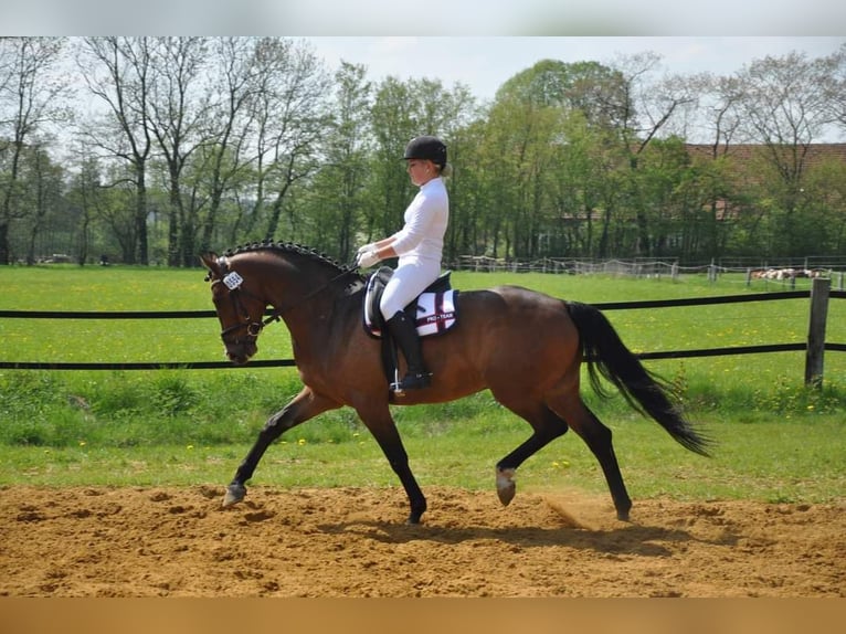 Westfale Wallach 17 Jahre 167 cm Brauner in Münster