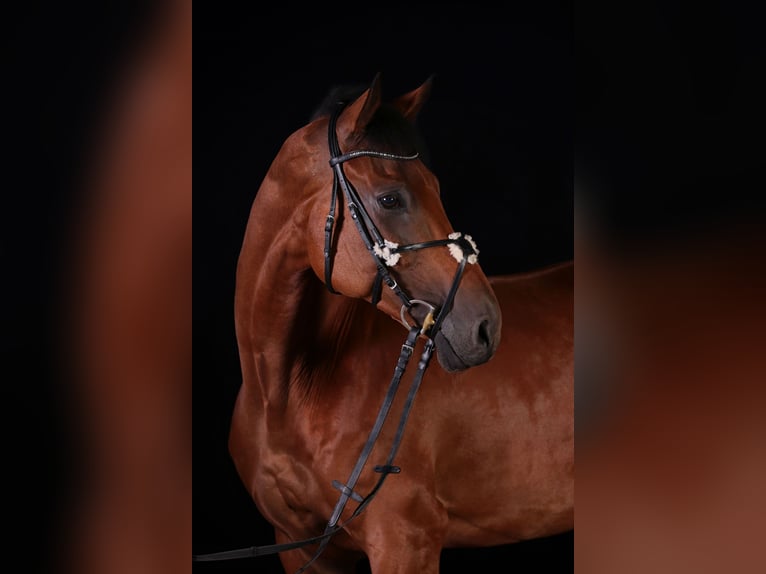 Westfale Wallach 17 Jahre 168 cm Brauner in Bad Endorf