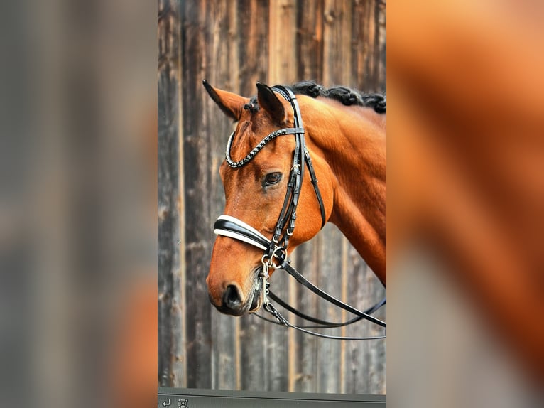 Westfale Wallach 17 Jahre 168 cm Brauner in Bad Endorf