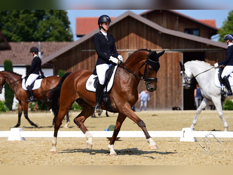 Westfale Wallach 17 Jahre 168 cm Brauner in Bad Endorf