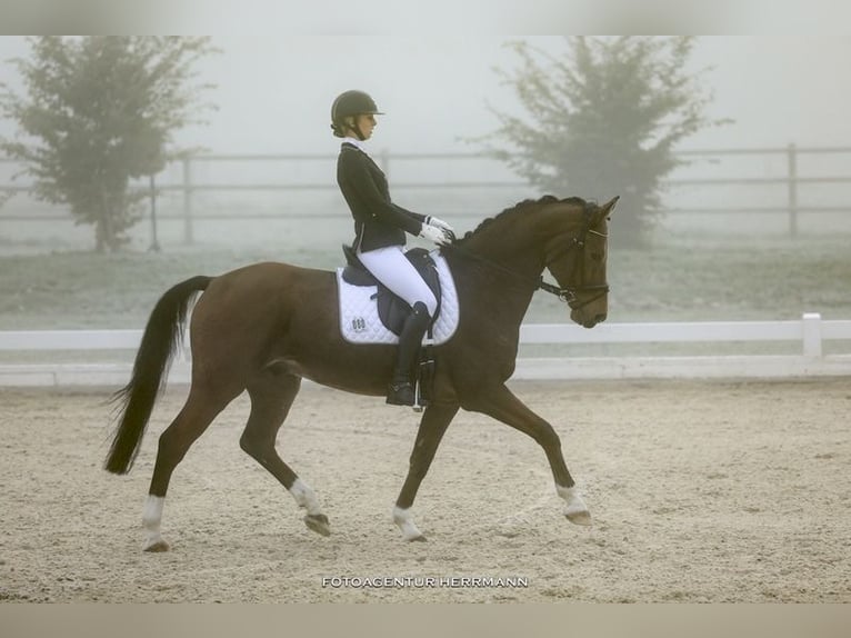 Westfale Wallach 17 Jahre 168 cm Brauner in Bad Endorf