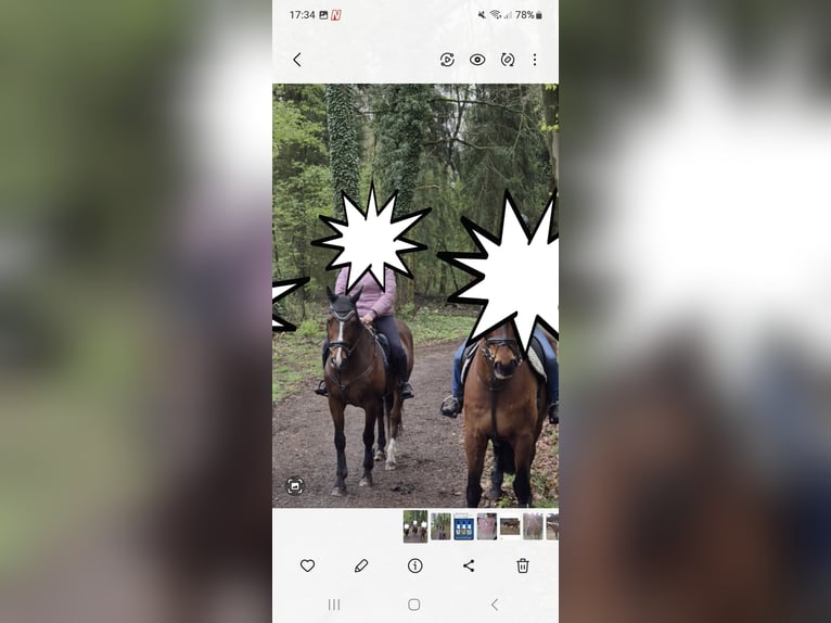 Westfale Wallach 17 Jahre 168 cm Brauner in Westerkappeln