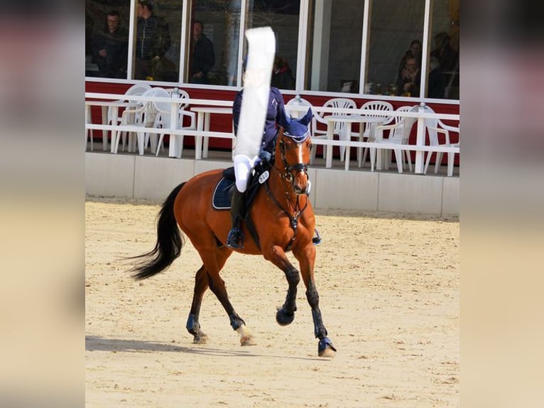 Westfale Wallach 17 Jahre 168 cm Brauner in Duderstadt