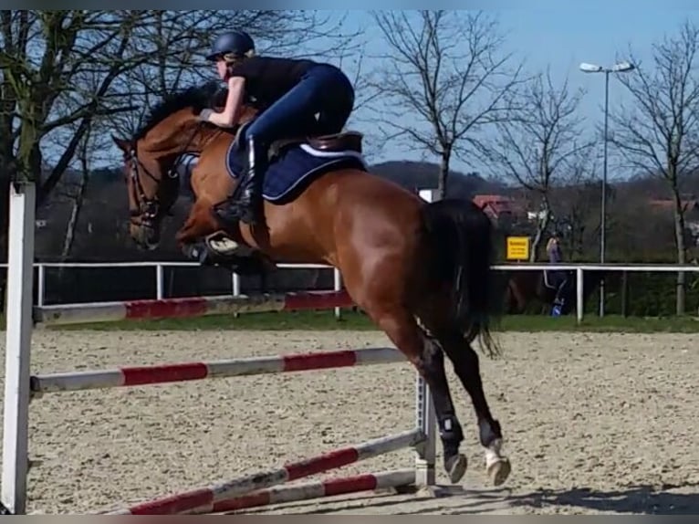 Westfale Wallach 17 Jahre 168 cm Brauner in Duderstadt