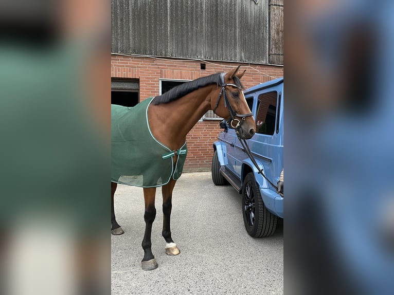 Westfale Wallach 17 Jahre 168 cm Brauner in Duderstadt