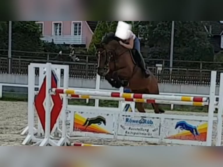 Westfale Wallach 17 Jahre 168 cm Brauner in Duderstadt