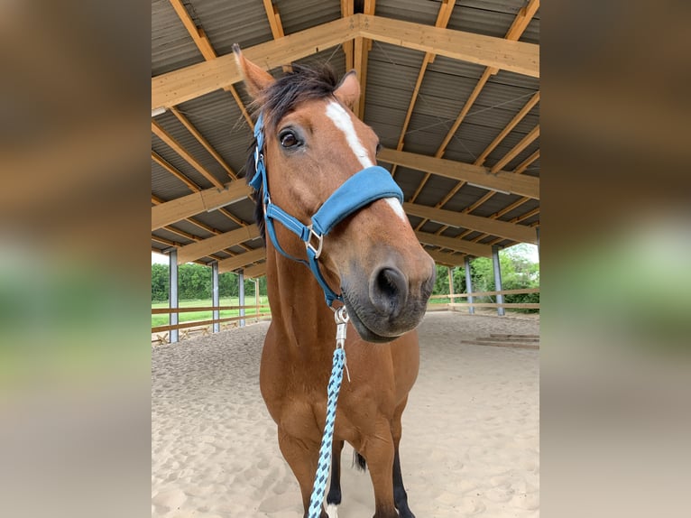 Westfale Wallach 17 Jahre 168 cm Brauner in Duderstadt