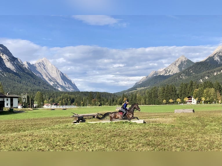 Westfale Wallach 17 Jahre 170 cm Brauner in Aschau im Zillertal