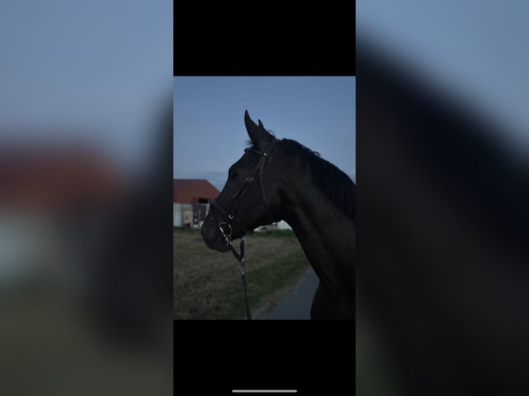Westfale Wallach 17 Jahre 170 cm Rappe in Hückelhoven