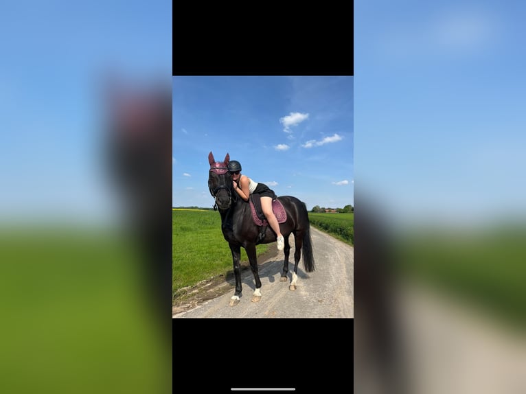 Westfale Wallach 17 Jahre 170 cm Rappe in Hückelhoven