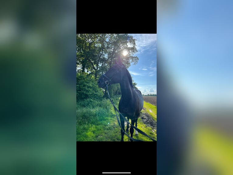 Westfale Wallach 17 Jahre 170 cm Rappe in Hückelhoven