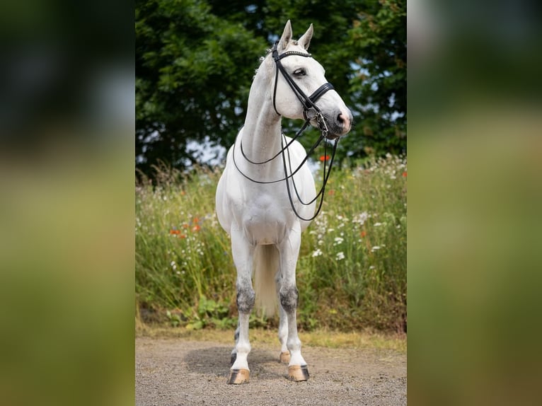 Westfale Wallach 17 Jahre 170 cm Schimmel in Uedem