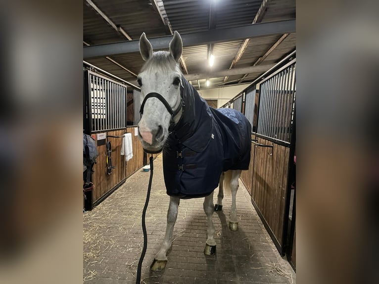 Westfale Wallach 17 Jahre 170 cm Schimmel in Uedem