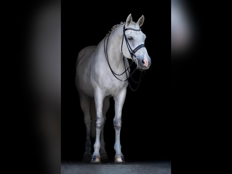 Westfale Wallach 17 Jahre 170 cm Schimmel in Uedem