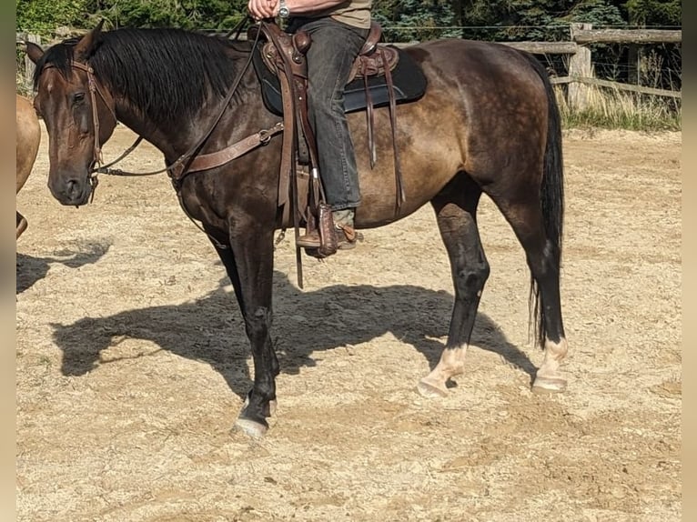 Westfale Wallach 17 Jahre 173 cm Dunkelbrauner in Waldeck