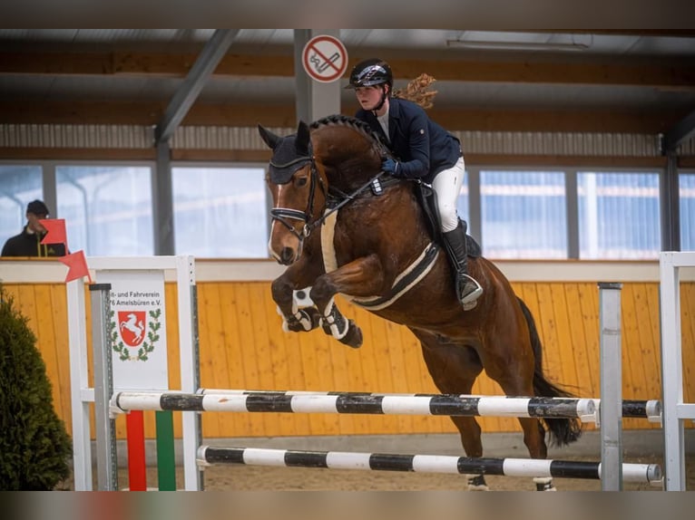 Westfale Wallach 17 Jahre 178 cm Brauner in Tecklenburg