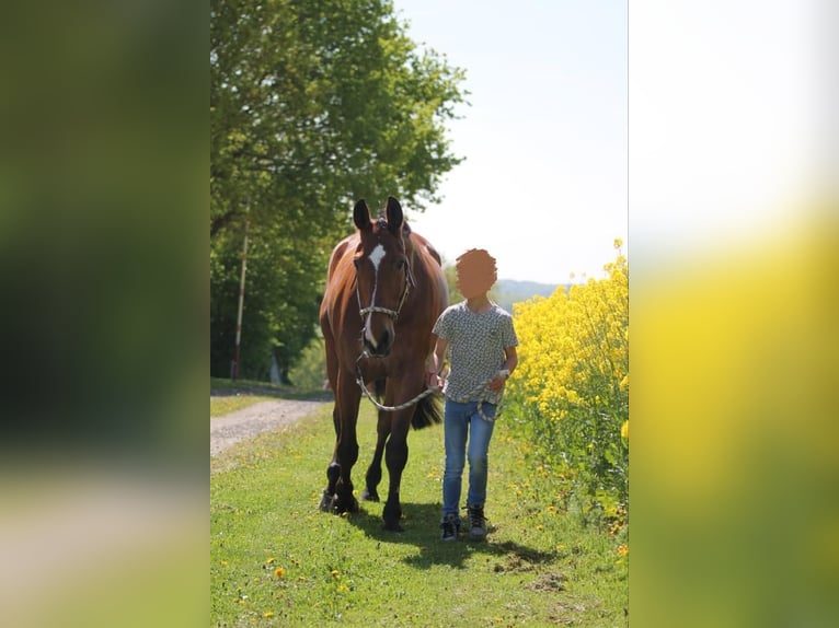Westfale Wallach 17 Jahre 178 cm Brauner in Tecklenburg