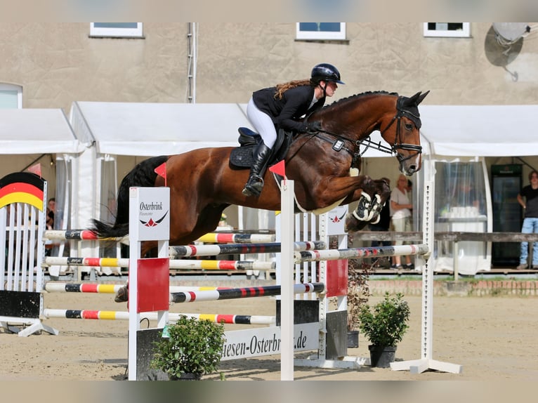 Westfale Wallach 17 Jahre 178 cm Brauner in Tecklenburg