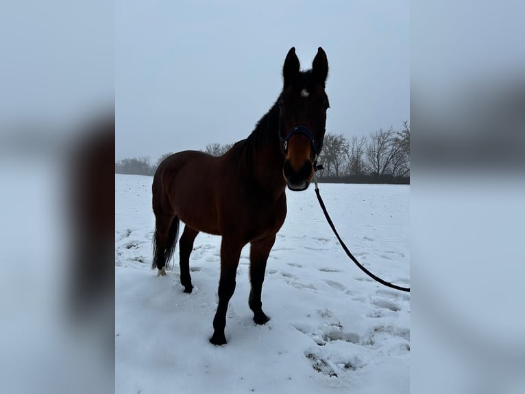 Westfale Mix Wallach 17 Jahre 185 cm Brauner in Könnern