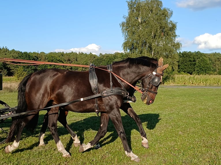 Westfale Wallach 18 Jahre 165 cm Rappe in Luckenwalde