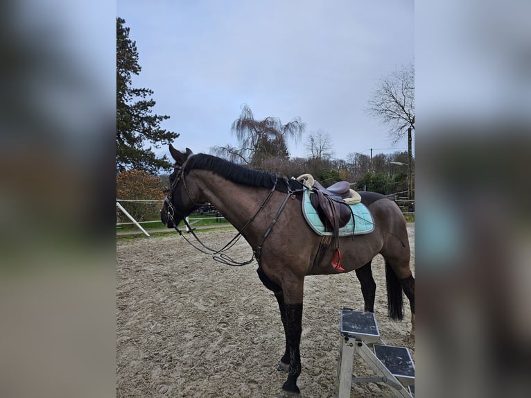 Westfale Wallach 18 Jahre 165 cm Schwarzbrauner in Hennef