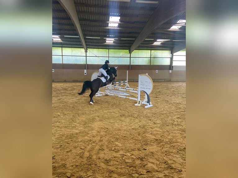 Westfale Wallach 18 Jahre 165 cm Schwarzbrauner in Hennef