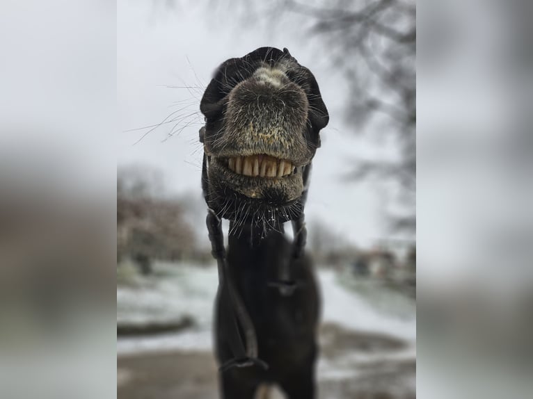 Westfale Wallach 18 Jahre 165 cm Schwarzbrauner in Hennef