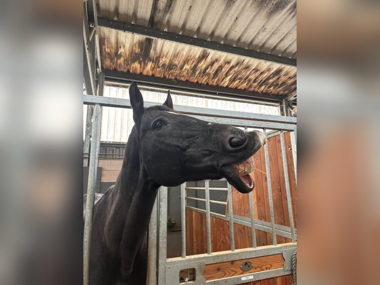 Westfale Wallach 18 Jahre 165 cm Schwarzbrauner in Hennef