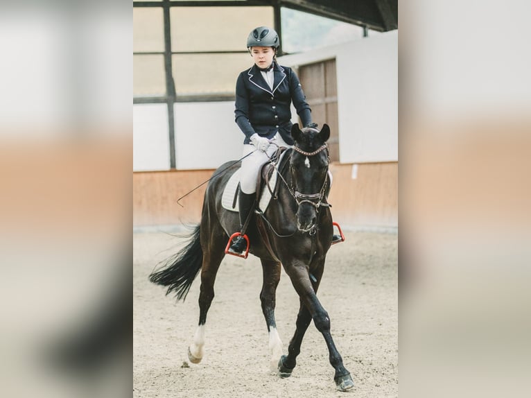 Westfale Wallach 18 Jahre 165 cm Schwarzbrauner in Hennef