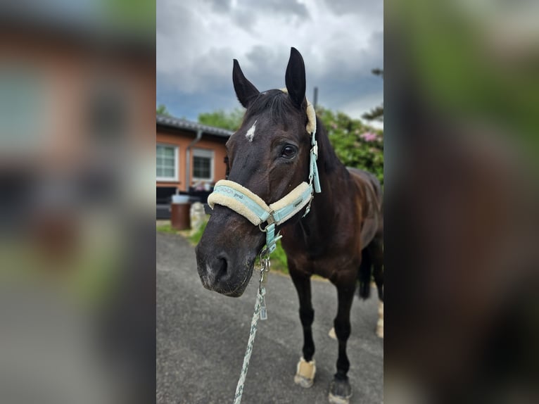 Westfale Wallach 18 Jahre 165 cm Schwarzbrauner in Hennef