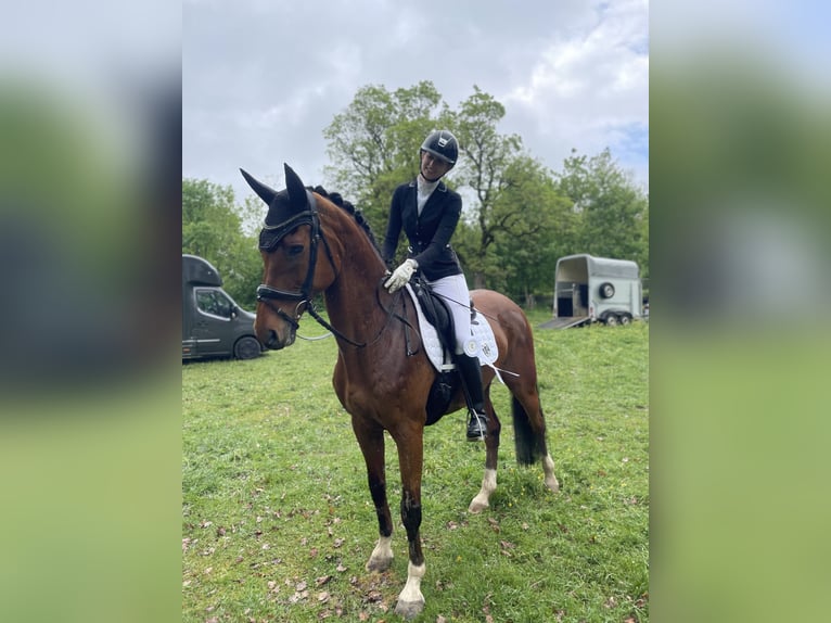 Westfale Wallach 18 Jahre 168 cm  in Riedering