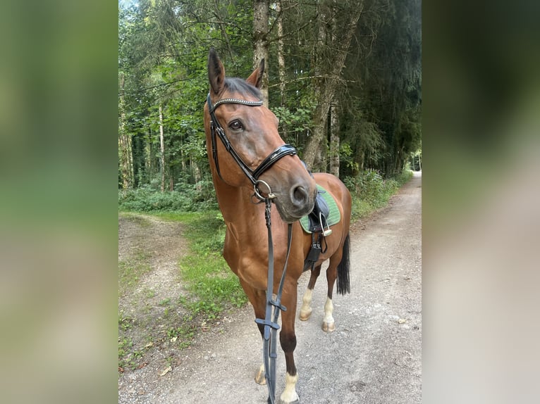 Westfale Wallach 18 Jahre 168 cm  in Riedering