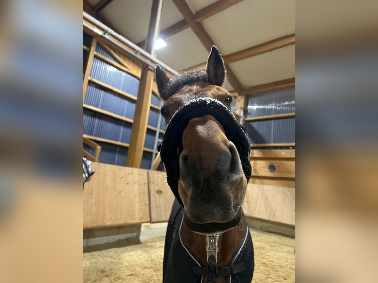 Westfale Wallach 18 Jahre 168 cm  in Riedering