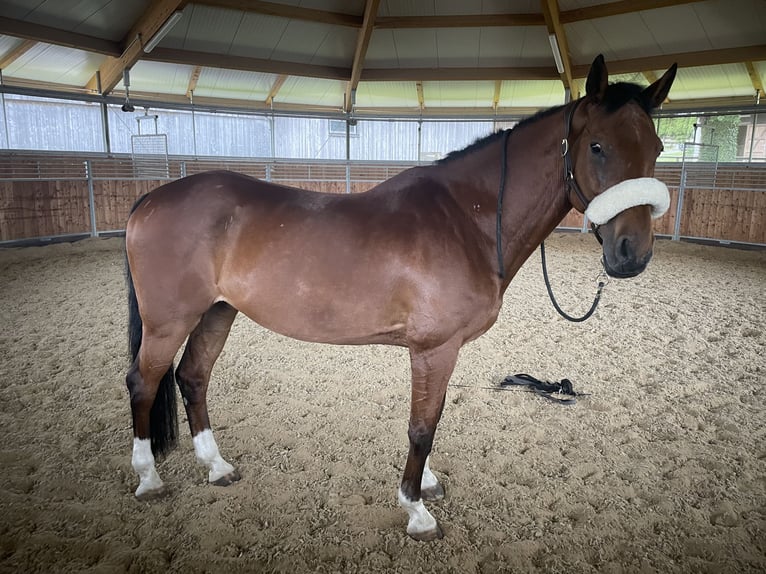 Westfale Wallach 18 Jahre 168 cm  in Riedering