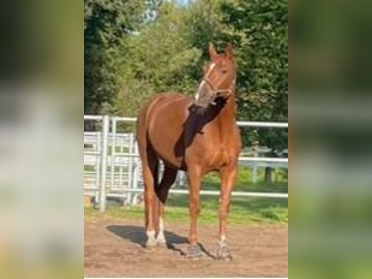 Westfale Wallach 18 Jahre 170 cm Fuchs in Lohne (Oldenburg)