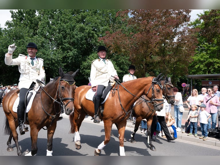 Westfale Wallach 18 Jahre 170 cm Fuchs in Lohne (Oldenburg)