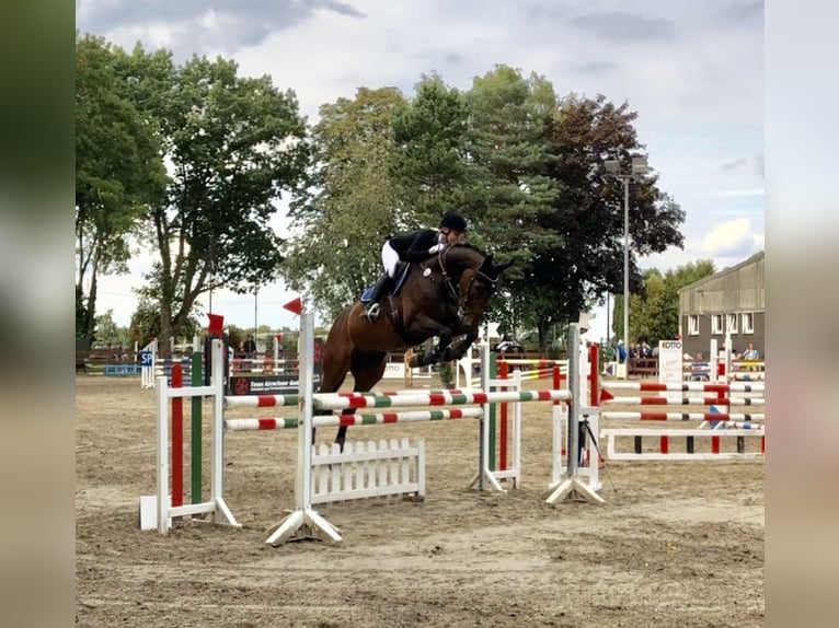 Westfale Wallach 18 Jahre 172 cm Brauner in Bottrop