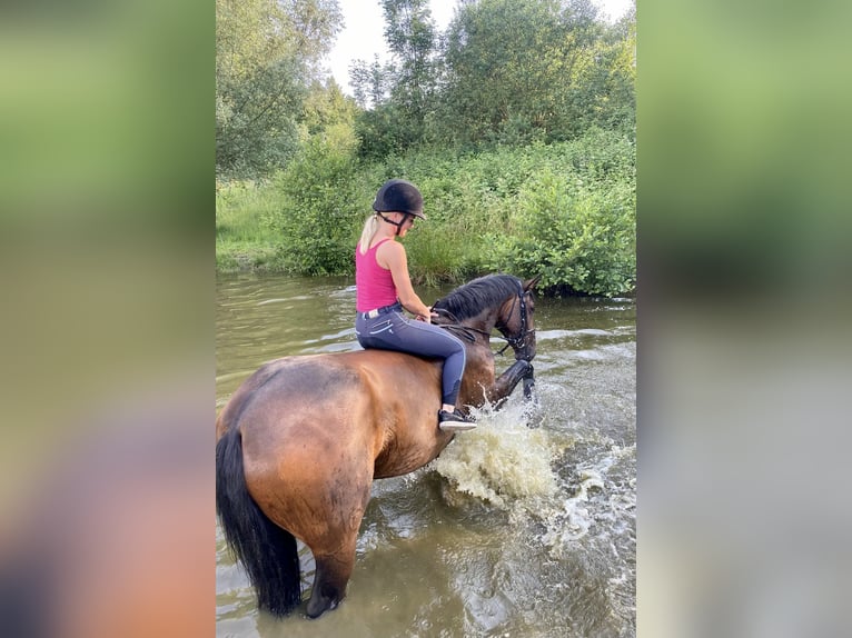 Westfale Wallach 18 Jahre 172 cm Brauner in Bottrop