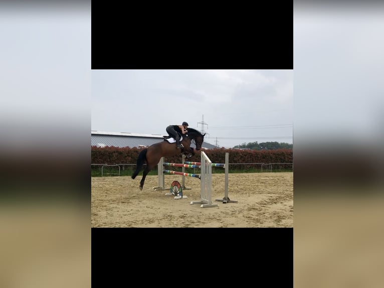 Westfale Wallach 18 Jahre 172 cm Brauner in Bottrop